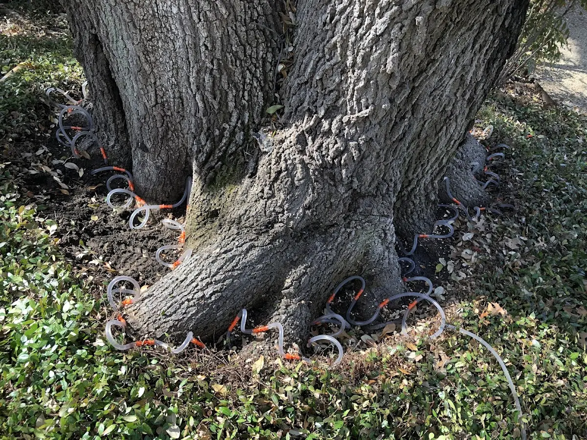 Detailed Tree Cabling and Bracing job site in Pearson