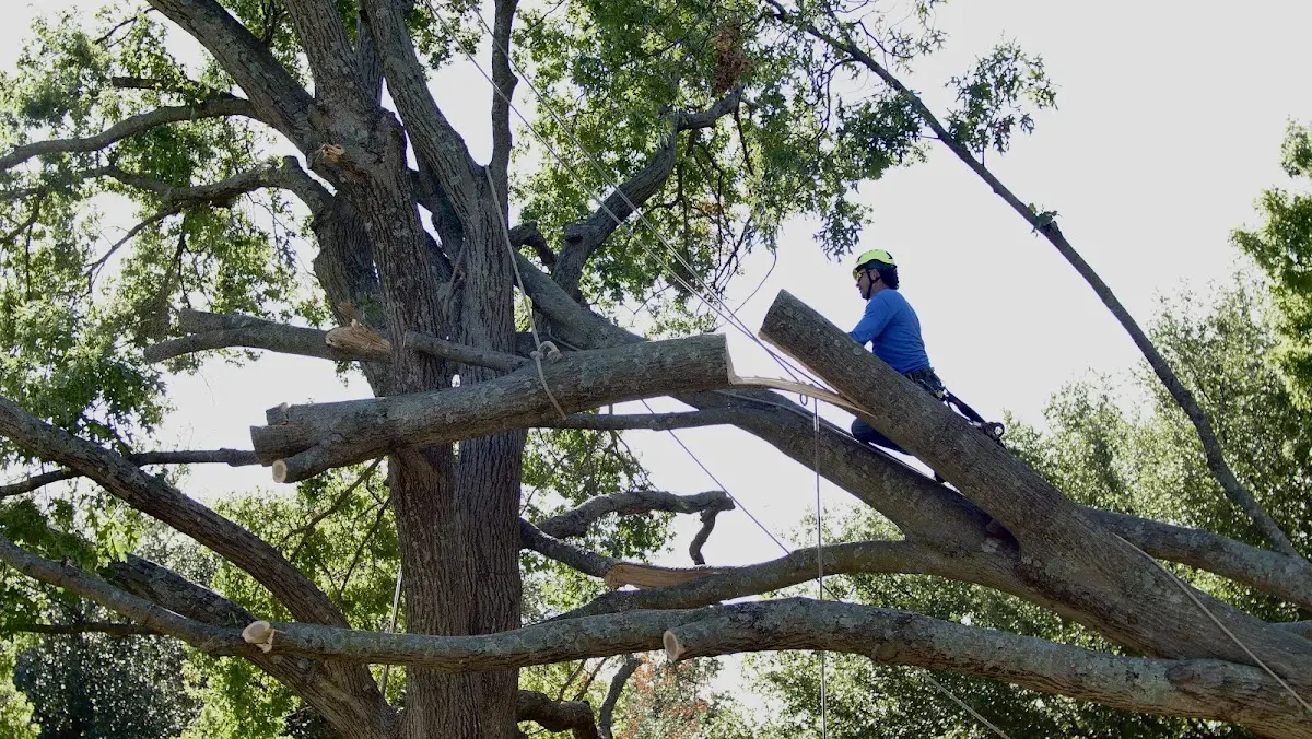 Professional Hazardous Tree Removal performed by certified arborists in Pearson